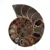 Ammonite levigata proveniente da Mahajanga: un tesoro paleontologico - 1
