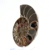 Ammonite levigata proveniente da Mahajanga: un tesoro paleontologico - 2