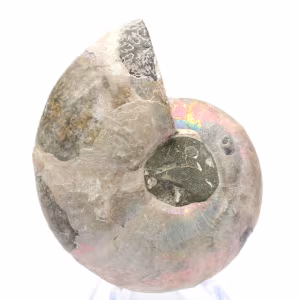 Ammonite levigata proveniente da Mahajanga: un tesoro paleontologico