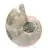 Ammonite levigata proveniente da Mahajanga: un tesoro paleontologico