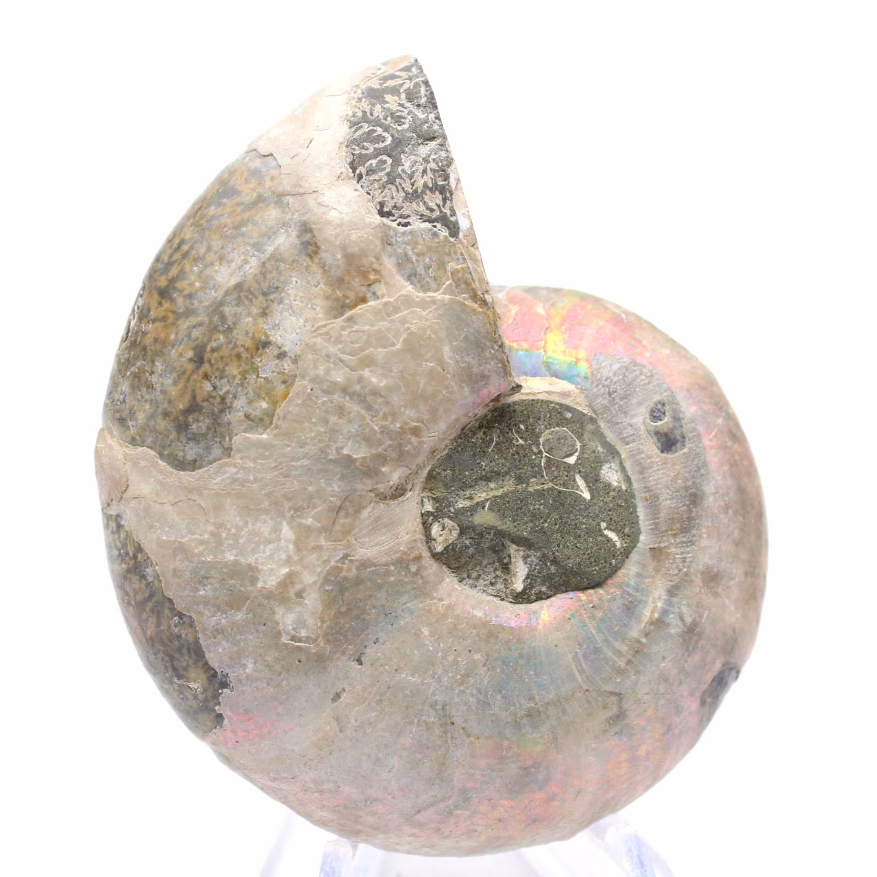 Ammonite levigata proveniente da Mahajanga: un tesoro paleontologico