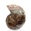 Ammonite levigata: geometria marina del Madagascar - 2