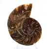 Ammonite di piccole dimensioni proveniente dal Madagascar: purezza minerale - 1