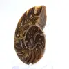 Ammonite di piccole dimensioni proveniente dal Madagascar: purezza minerale - 2