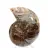 Ammonite di piccole dimensioni proveniente dal Madagascar: purezza minerale