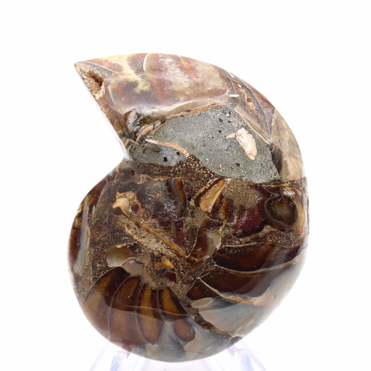 Ammonite di piccole dimensioni proveniente dal Madagascar: purezza minerale