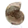 Ammonite fossile: contrasto di texture naturali - 0