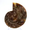 Ammonite fossile: contrasto di texture naturali - 1