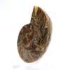 Ammonite fossile: contrasto di texture naturali - 2