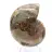 Ammonite fossile: contrasto di texture naturali
