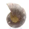 Ammonite da collezione: equilibrio e autenticità - 0