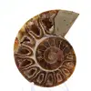 Ammonite da collezione: equilibrio e autenticità - 1