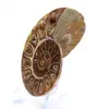 Ammonite da collezione: equilibrio e autenticità - 2