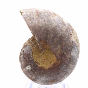 Ammonite da collezione: equilibrio e autenticità