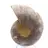 Ammonite da collezione: equilibrio e autenticità