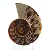 Fossile di ammonite levigata: Luce di Mahajanga - 1