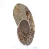 Fossile di ammonite levigata: Luce di Mahajanga - 2