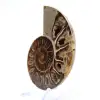 Fossile di ammonite levigata: Luce di Mahajanga - 3