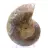 Fossile di ammonite levigata: Luce di Mahajanga