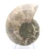 Ammonite del Madagascar: forza e stabilità - 0