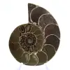 Ammonite del Madagascar: forza e stabilità - 1