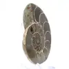 Ammonite del Madagascar: forza e stabilità - 2