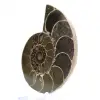 Ammonite del Madagascar: forza e stabilità - 3