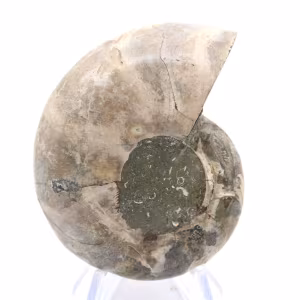 Ammonite del Madagascar: forza e stabilità