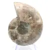 Cefalopode fossilizzato: ammonite a doppia faccia - 0
