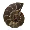 Cefalopode fossilizzato: ammonite a doppia faccia - 1