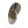 Cefalopode fossilizzato: ammonite a doppia faccia - 2