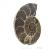 Cefalopode fossilizzato: ammonite a doppia faccia - 3