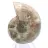 Cefalopode fossilizzato: ammonite a doppia faccia