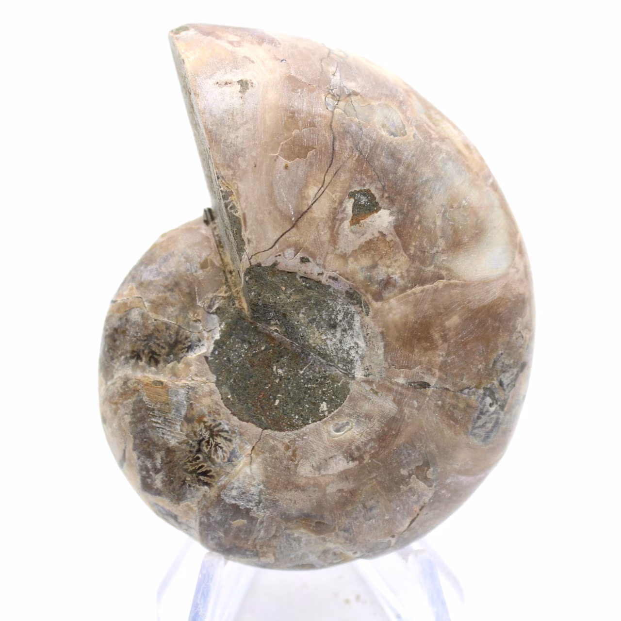 Cefalopode fossilizzato: ammonite a doppia faccia