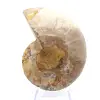 Ammonite chiara del Madagascar: finezza e dettagli - 0