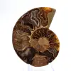 Ammonite chiara del Madagascar: finezza e dettagli - 1