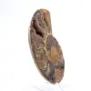 Ammonite chiara del Madagascar: finezza e dettagli - 3