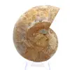 Ammonite di Mahajanga: Armonia Minerale - 0