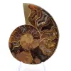 Ammonite di Mahajanga: Armonia Minerale - 1