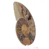 Ammonite di Mahajanga: Armonia Minerale - 2