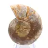 Fossile di ammonite levigata: eleganza e storia - 0
