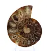 Fossile di ammonite levigata: eleganza e storia - 1