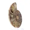 Fossile di ammonite levigata: eleganza e storia - 3