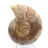 Fossile di ammonite levigata: eleganza e storia