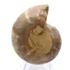 Esemplare di ammonite: la spirale del Madagascar - 0