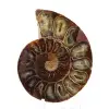 Esemplare di ammonite: la spirale del Madagascar - 1