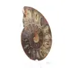 Esemplare di ammonite: la spirale del Madagascar - 2