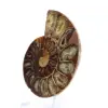 Esemplare di ammonite: la spirale del Madagascar - 3