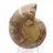 Esemplare di ammonite: la spirale del Madagascar