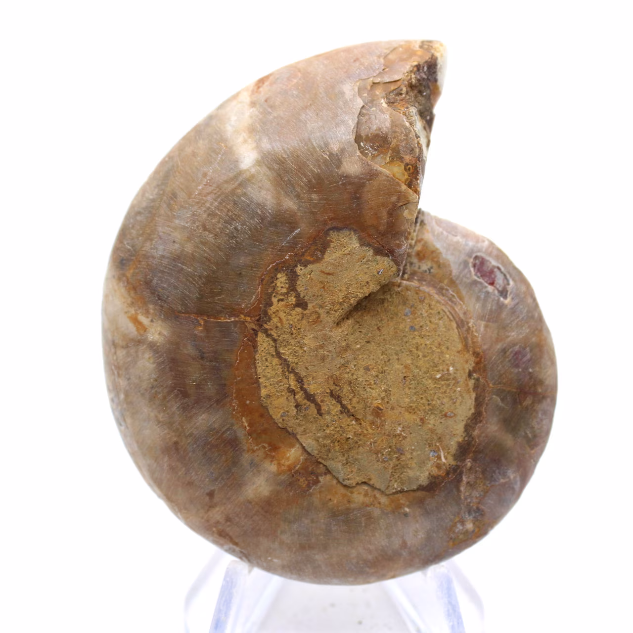 Esemplare di ammonite: la spirale del Madagascar